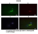 DNAH9 Polyclonal Antibody