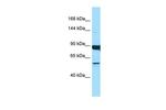 DNAH9 Antibody in Western Blot (WB)