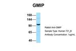 GMIP Antibody in Western Blot (WB)