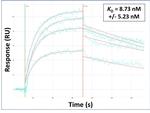 FOLR2 Antibody in Surface plasmon resonance (SPR)