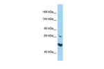 AKNA Polyclonal Antibody