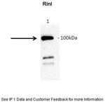 RINL Antibody in Immunoprecipitation (IP)