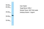 CDKL1 Polyclonal Antibody