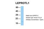 LEPROTL1 Antibody in Western Blot (WB)