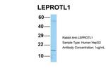 LEPROTL1 Antibody in Western Blot (WB)