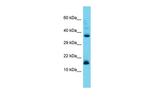 CNPY2 Polyclonal Antibody