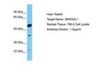 SPATA5L1 Antibody in Western Blot (WB)