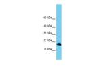 C3orf36 Polyclonal Antibody