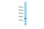MNF1 Polyclonal Antibody