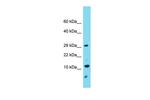 TMEM261 Antibody in Western Blot (WB)