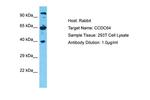 CCDC64 Antibody in Western Blot (WB)