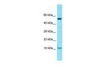 GCSAML Polyclonal Antibody