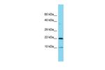 COPZ1 Polyclonal Antibody
