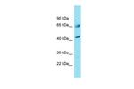 FAM83A Antibody in Western Blot (WB)