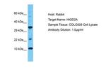 HIGD2A Polyclonal Antibody