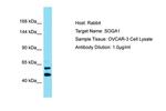 SOGA1 Polyclonal Antibody