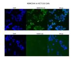NSMCE4A Polyclonal Antibody
