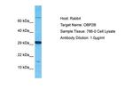 OBP2B Polyclonal Antibody