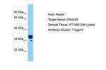 OR4C45 Polyclonal Antibody