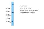 PATE4 Polyclonal Antibody