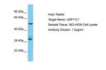 USP17L7 Polyclonal Antibody