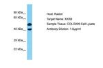 XKR8 Polyclonal Antibody
