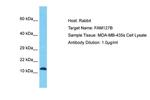 FAM127B Polyclonal Antibody