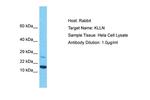 KLLN Antibody in Western Blot (WB)