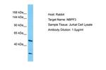 NBPF3 Polyclonal Antibody