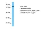 MX2 Polyclonal Antibody
