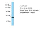 EXOC2 Polyclonal Antibody