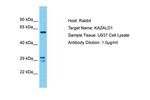 KAZALD1 Polyclonal Antibody