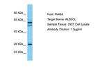 ALS2CL Polyclonal Antibody