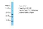 C2CD5 Polyclonal Antibody