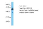 CCDC82 Polyclonal Antibody