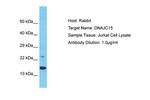 DNAJC15 Polyclonal Antibody