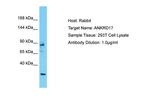 ANKRD17 Polyclonal Antibody