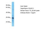 COLEC11 Polyclonal Antibody