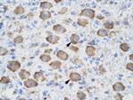 CD357 (AITR/GITR) Polyclonal Antibody