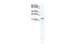 CXCL14 Polyclonal Antibody