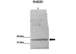 RAB3D Antibody in Western Blot (WB)