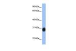 RAB3D Polyclonal Antibody