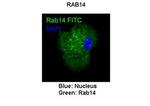 RAB14 Polyclonal Antibody