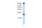 CTCF Polyclonal Antibody