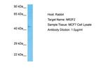 NR2F2 Antibody in Western Blot (WB)