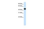 SNAPC1 Antibody in Western Blot (WB)