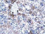 PC4 Polyclonal Antibody