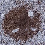 CD268 (BAFF Receptor) Polyclonal Antibody