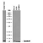 Cystatin B Polyclonal Antibody