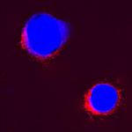 IL-2 Antibody in Immunocytochemistry (ICC/IF)